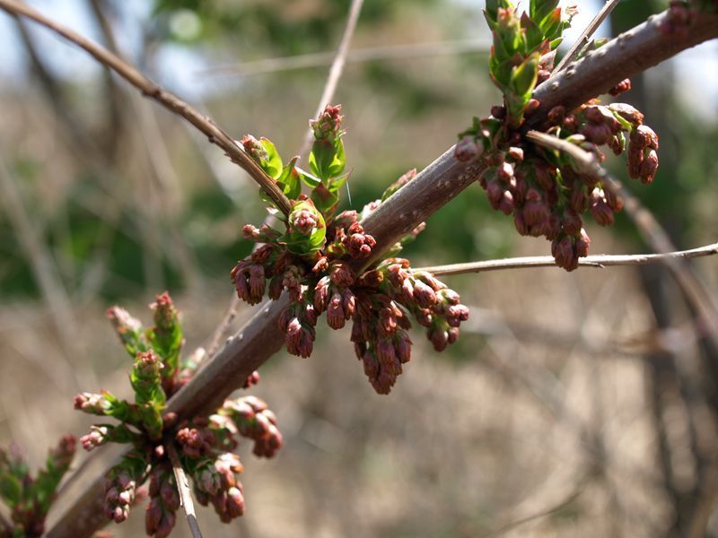 ドクウツギ　100508 富士山麓　朝霧高原 001_R