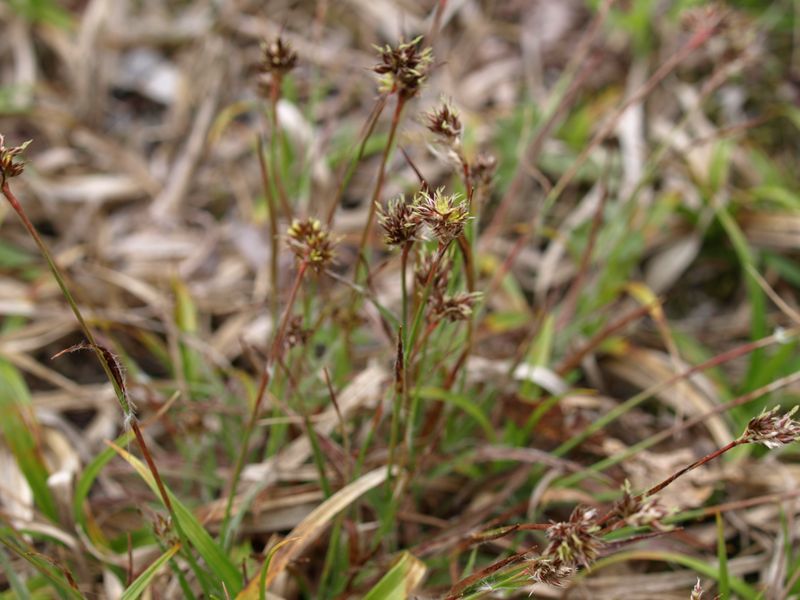 スズメノヤスリ　イグサ科　緑色　100508 富士山麓　朝霧高原 059_R