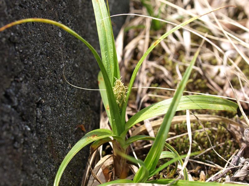 アブラシバ　黄色　カヤツリグサ科　100508 富士山麓　朝霧高原 061_R