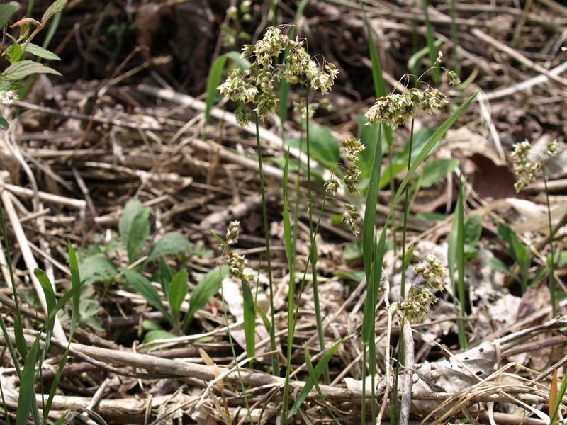 コウボウ　緑　イネ科　100508 富士山麓　朝霧高原 064_R