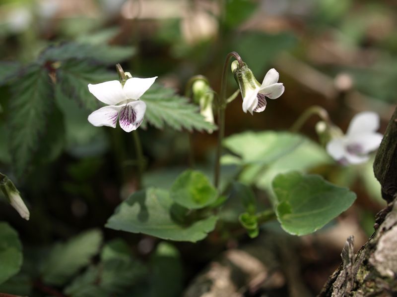 ニョイスミレ（ツボ）　スミレ科　白色　100508 富士山麓　朝霧高原 005_R