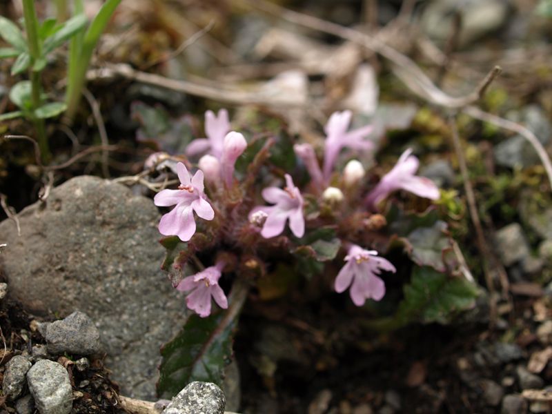 キランニシキゴロモ　桃色　シソ科　100508 富士山麓　朝霧高原 123_R
