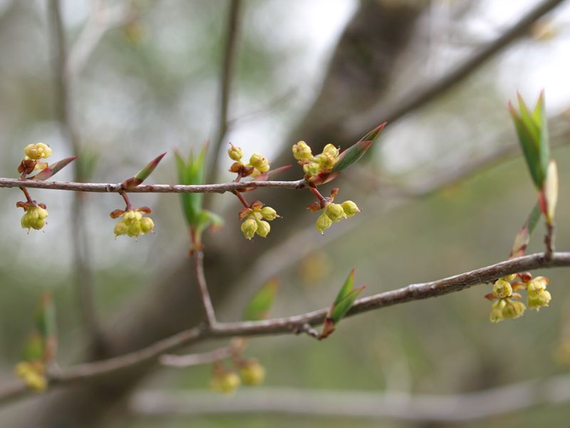 アブラチャン　黄色　クスノキ科　100508 富士山麓　朝霧高原 135_R
