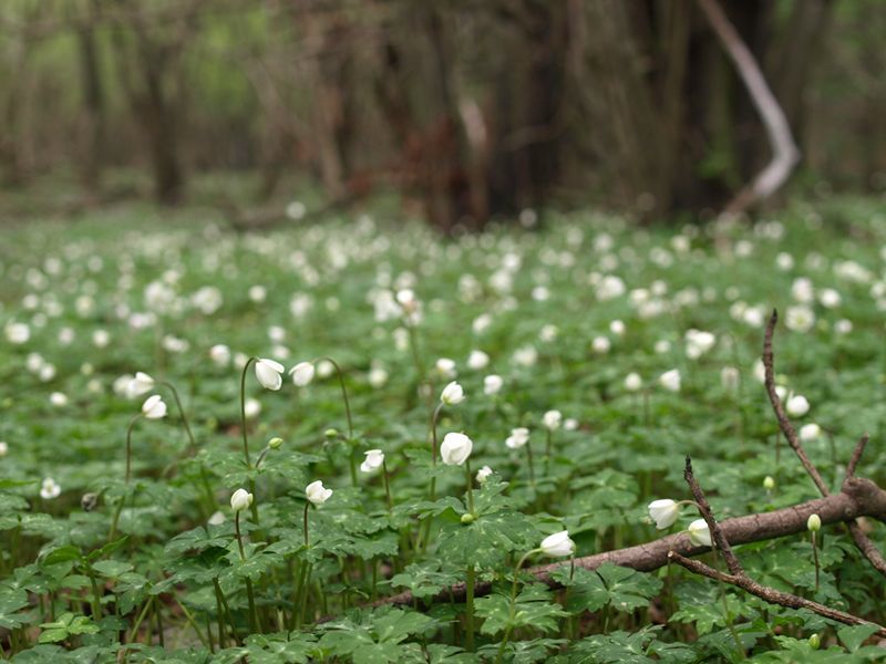ニリンソウ　白色　キンポウゲ科　100508 富士山麓　朝霧高原 147_R