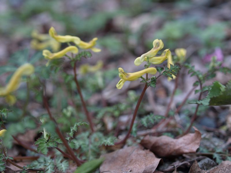 フウロケマン　黄色　シソ科　100508 富士山麓　朝霧高原 157_R