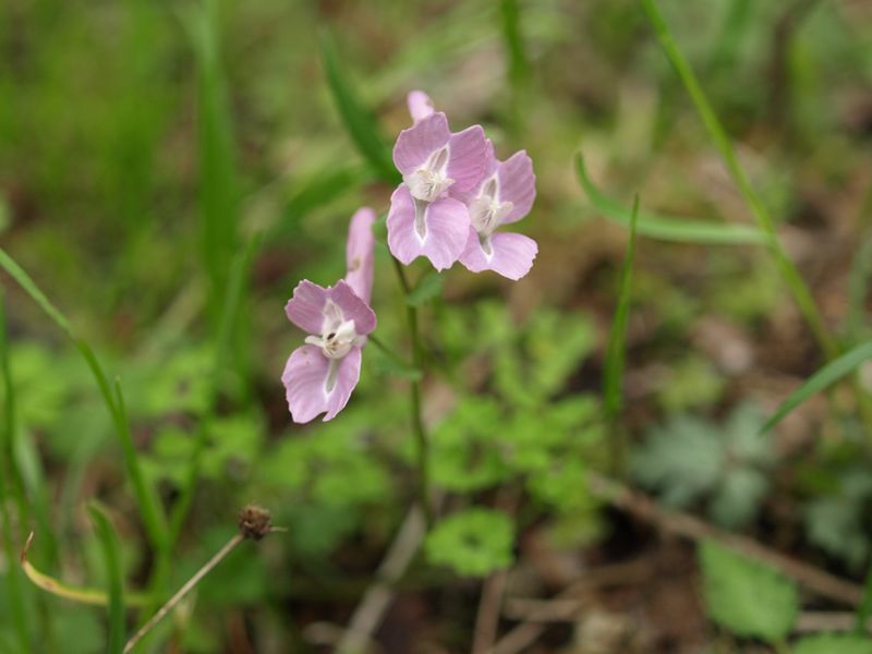 ヤマエンゴサク　桃色　ケシ科　100508 富士山麓　朝霧高原 158_R