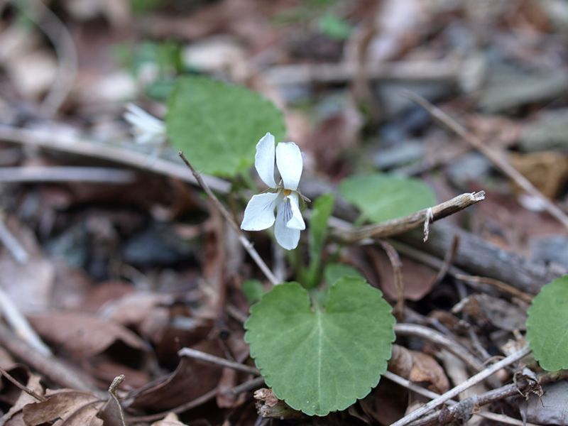 マルバスミレ　白色　スミレ科　100508 富士山麓　朝霧高原 163_R