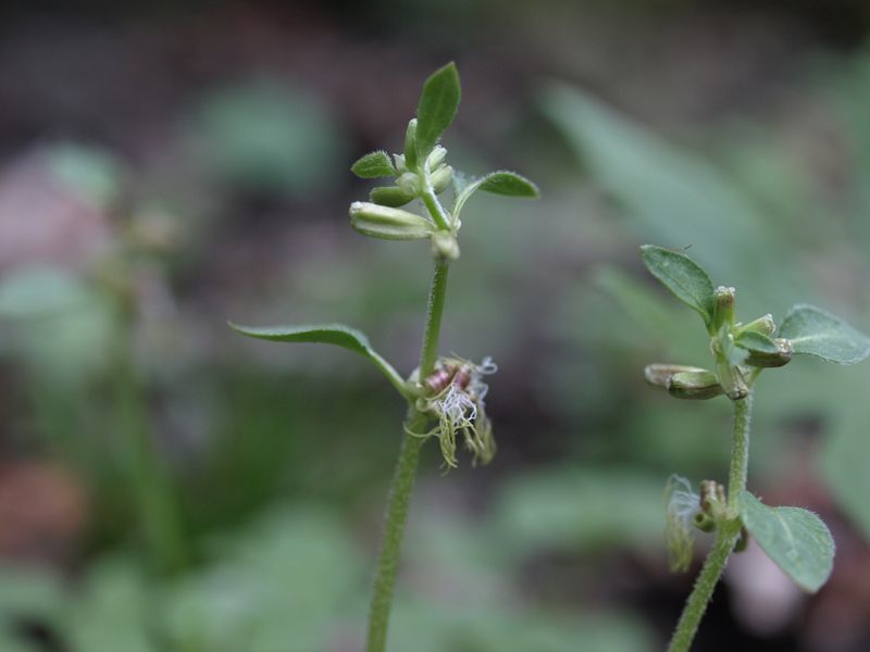 ヤマトグサ　白色　ヤマトグサ科　100508 富士山麓　朝霧高原 170_R
