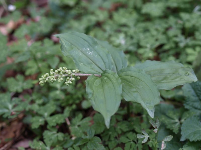 ユキザサ　白色　ユリ科　100508 富士山麓　朝霧高原 174_R