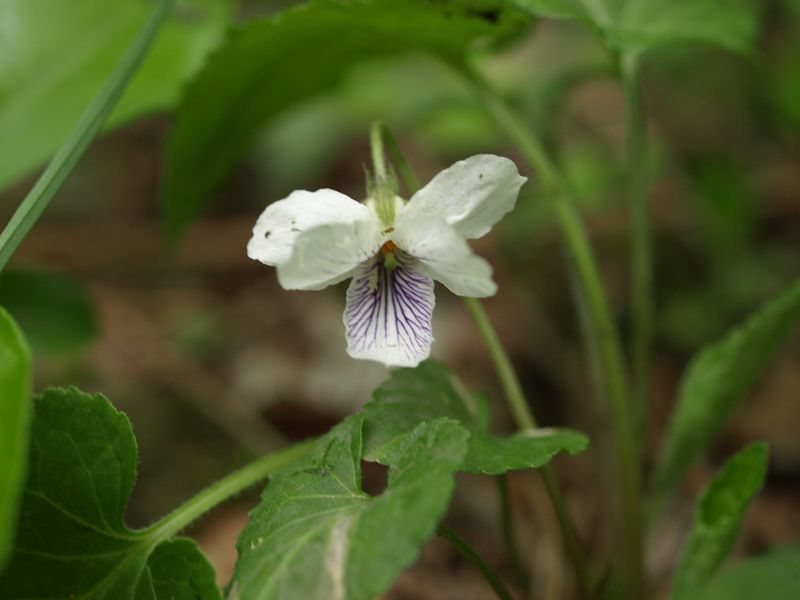 ヒカゲスミレ　スミレ科　白色　100508 富士山麓　朝霧高原 181_R