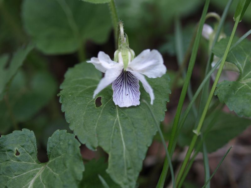 ヒカゲスミレ　白色　スミレ科　100508 富士山麓　朝霧高原 184_R