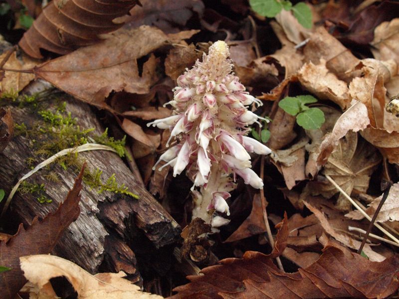 ケヤマウツボ　白色　ゴマノハグサ科　100508 富士山麓　西臼塚 205_R