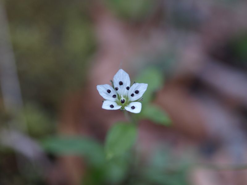ワチガイソウ　白色　ナデシコ科　100508 富士山麓　西臼塚 209_R