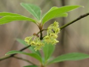クロモジ 緑 クスノキ科 100508 富士山麓 朝霧高原 047_R