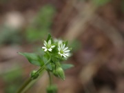 ミドリハコベ 白色 ナデシコ科 100508 富士山麓 朝霧高原 054_R