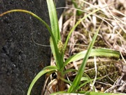アブラシバ 黄色 カヤツリグサ科 100508 富士山麓 朝霧高原 061_R