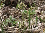 コウボウ 緑 イネ科 100508 富士山麓 朝霧高原 064_R