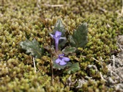 タチキランソウ 青色 シソ科 100508 富士山麓 朝霧高原 068_R