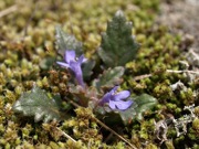 タチキランソウ 青色 シソ科 100508 富士山麓 朝霧高原 071_R