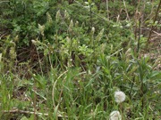 ハルガヤ 緑色 イネ科 100508 富士山麓 朝霧高原 087_R