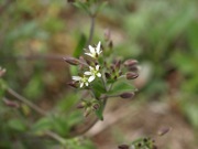ミミナグサ 白色 ナデシコ科 100508 富士山麓 朝霧高原 094_R