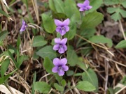 オカスミレ スミレ科 青色 100508 富士山麓 朝霧高原 104_R