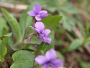 オカスミレ スミレ科 青色 100508 富士山麓 朝霧高原 107_R