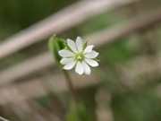 ノミノフスマ 白色 ナデシコ科 100508 富士山麓 朝霧高原 112_R