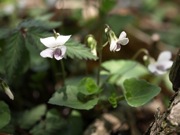 ニョイスミレ(ツボ) スミレ科 白色 100508 富士山麓 朝霧高原 005_R