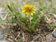 エゾタンポポ? 黄色 キク科 100508 富士山麓 朝霧高原 119_R