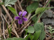 アカネスミレ スミレ科 赤紫 100508 富士山麓 朝霧高原 121_R
