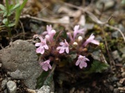 タチキランソウの桃色花 シソ科 100508 富士山麓 朝霧高原 123_R
