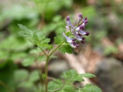 ムラサキケマン 100508 富士山麓 朝霧高原 134_R