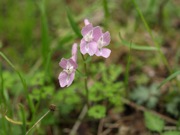 ヤマエンゴサク 桃色 ケシ科 100508 富士山麓 朝霧高原 158_R