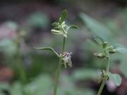 ヤマトグサ 白色 ヤマトグサ科 100508 富士山麓 朝霧高原 170_R