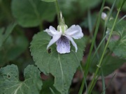 ヒカゲスミレ 白色 スミレ科 100508 富士山麓 朝霧高原 184_R