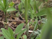 アマドコロ 白色 ユリ科 100508 富士山麓 朝霧高原 187_R