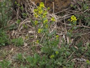 ハルザキヤマガラシ 黄色 アブラナ科 100508 富士山麓 朝霧高原 189_R