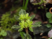 イワボタン 緑色 ユキノシタ科 100508 富士山麓 西臼塚 197_R