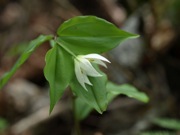 チゴユリ 白色 ユリ科 100508 富士山麓 朝霧高原 011_R