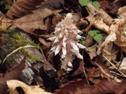 ケヤマウツボ 白色 ゴマノハグサ科 100508 富士山麓 西臼塚 205_R