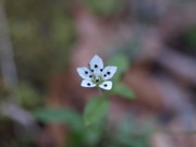 ワチガイソウ 白色 ナデシコ科 100508 富士山麓 西臼塚 209_R