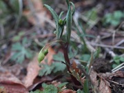ナベワリ 緑色 ビャクブ科 100508 富士山麓 西臼塚 219_R
