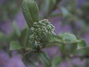 ゴマギ 白色 スイカズラ科 100508 富士山麓 西臼塚 222_R