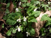 ヒカゲスミレ スミレ科 白色 100508 富士山麓 朝霧高原 013_R