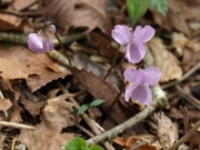アケボノスミレ スミレ科 赤紫 100508 富士山麓 朝霧高原 026_R