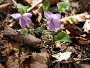 アケボノスミレ スミレ科 赤紫 100508 富士山麓 朝霧高原 033_R