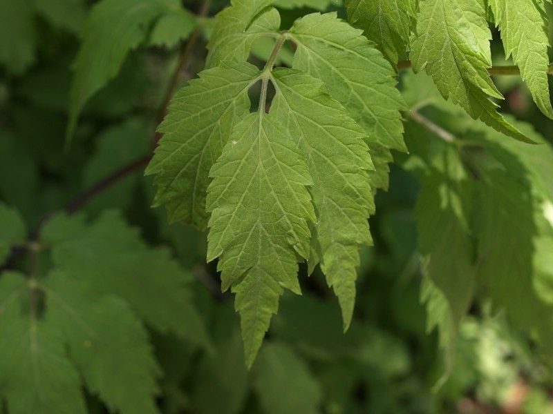 100517 鳴神山 031_R