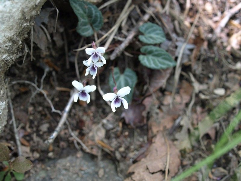 100517 鳴神山 080_R
