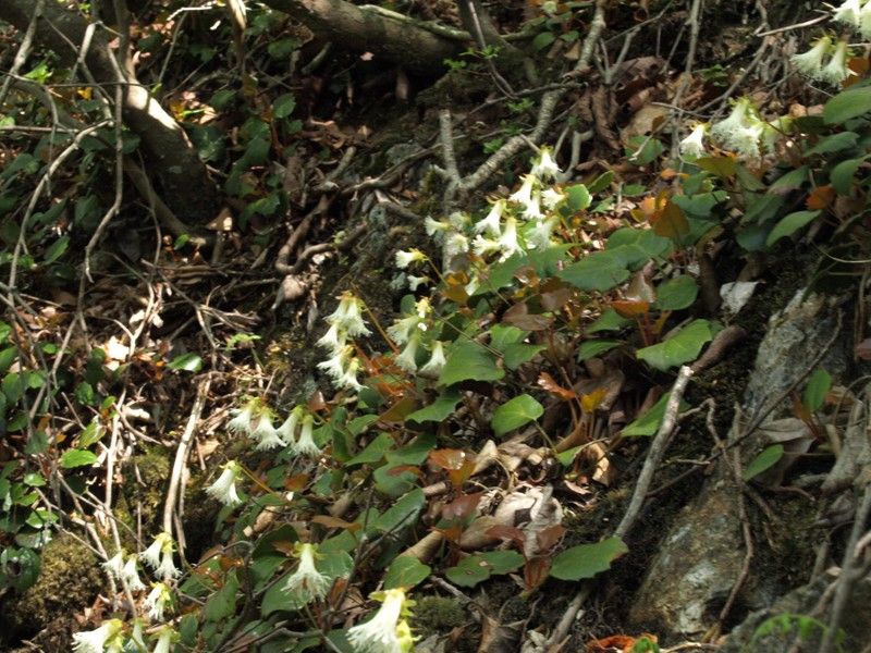 100517 鳴神山 092_R